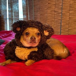 Dog small costumes Halloween